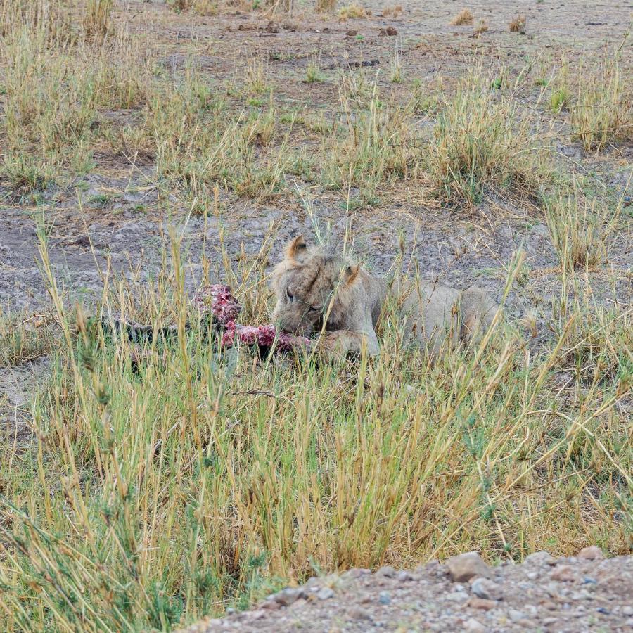 Wild Amboseli Ndovu Cottage. Luaran gambar