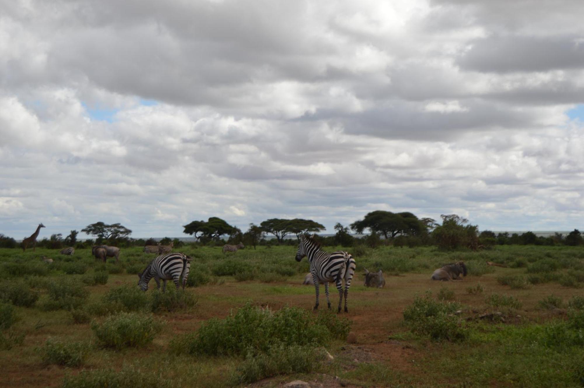 Wild Amboseli Ndovu Cottage. Luaran gambar