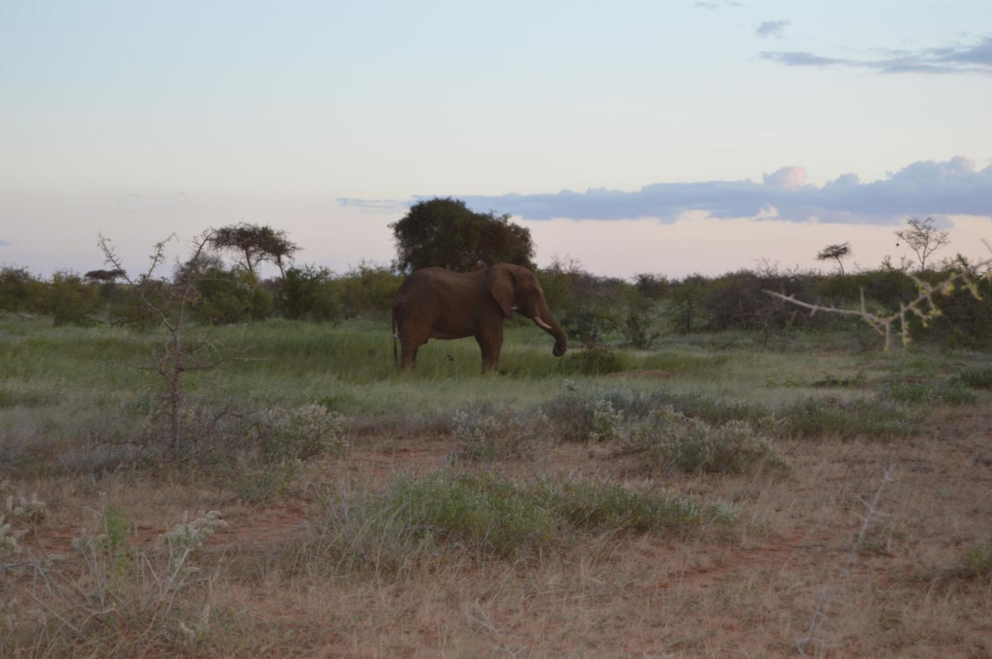 Wild Amboseli Ndovu Cottage. Luaran gambar