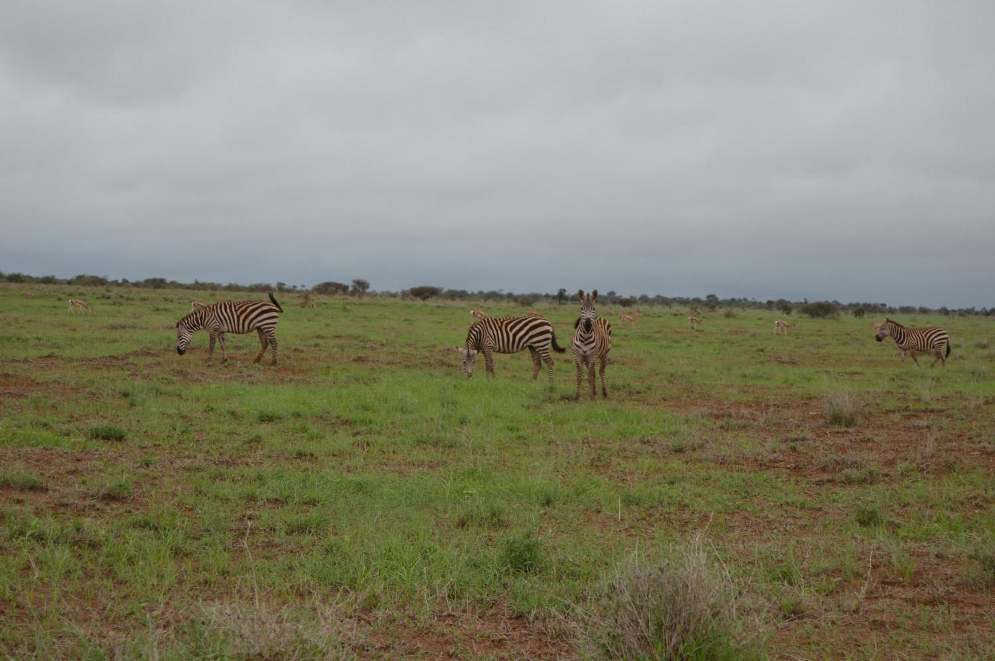 Wild Amboseli Ndovu Cottage. Luaran gambar